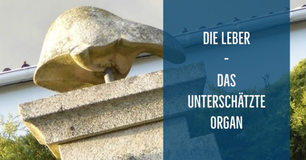 Die Leber – Das unterschätzte Organ